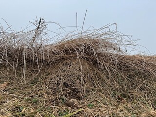 bales in the grass