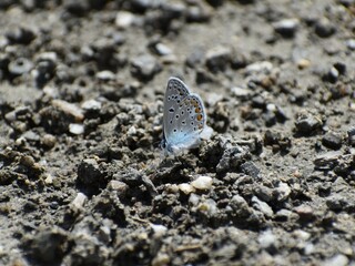 butterfly on the sand