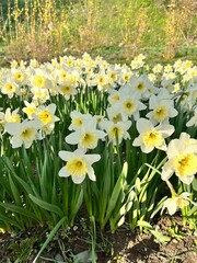 Fototapeta premium daffodils in spring