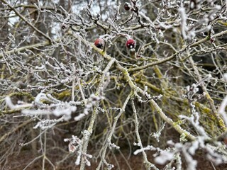 snow covered tree
