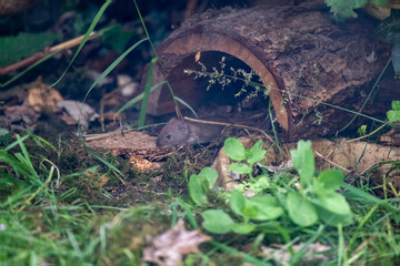 Vole, Bank vole native British garden wildlife