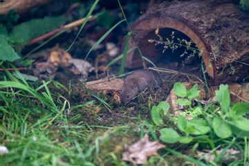 Vole, Bank vole native British garden wildlife