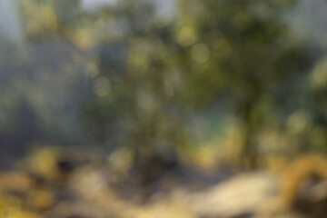 Natural defocused bokeh background of forest trees, backdrop wallpaper