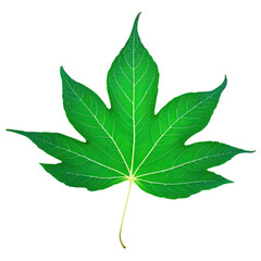 Green leaves are vital for photosynthesis, providing oxygen and absorbing carbon dioxide, essential for life on Earth