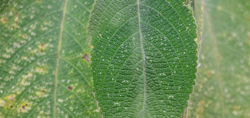 Abstract green leaf texture background