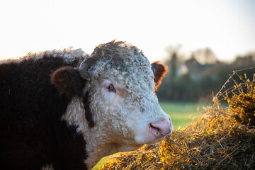 Bull cow field golden hour farming agriculture
