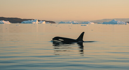 Fototapeta premium A solitary baby orca swims freely in the open ocean during a calm, golden sunset. Its sleek black-and-white body contrasts with the deep blue water, and its eye glints with a peaceful, quiet aura.