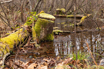 Baumstumpf im Attemsmoor