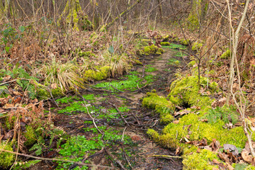Fototapeta premium Attemsmoor Bachlauf