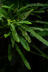 fern leaves