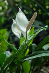 Obraz premium Spathiphyllum wallisii
