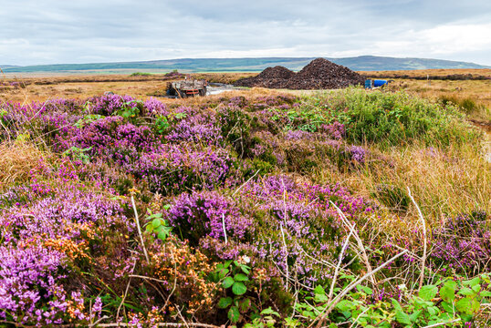 Grandes mottes de tourbe extraites de la terre, attendant d'&ecirc;tre utilis&eacute;es pour s&eacute;cher l'orge malt&eacute; du whisky sur Islay en Ecosse