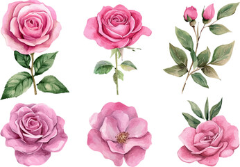 Naklejka premium set of pink roses