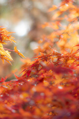 冬になっても美しい今年の紅葉　滋賀県大津市膳所城跡公園