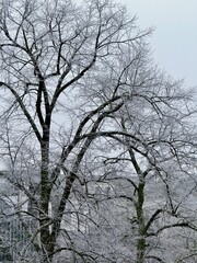 Frosted Trees in a Winter Urban Landscape