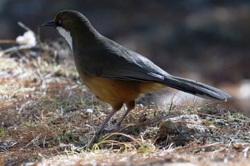 white-throated laughing thrush in the forest