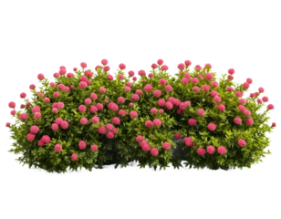 Pink Ball Flowers Bushes Isolated on Transparent Background