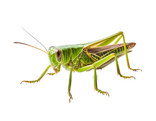 Fototapeta premium Detailed Close-up of a Vibrant Green Grasshopper