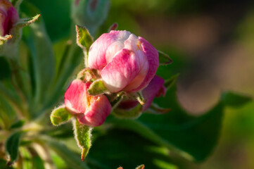 Close-up of a pink flower bud in an apple orchard, highlighting spring bloom and organic gardening.