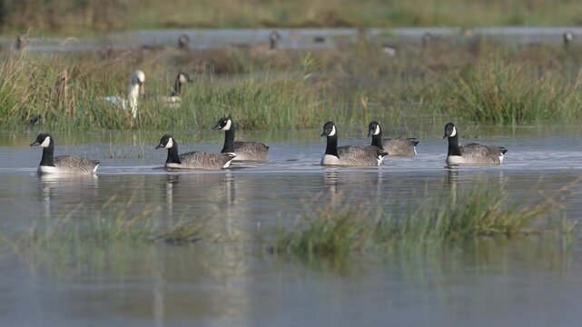 Canada Goose, Branta canadensis birds in flight over winter Marshes, Devon, England
