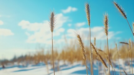 Fototapeta premium young winter wheat on blue sky background 