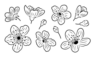Set of black outlines of sakura flowers and buds. Spring cherry bloom blossom contour, isolated elements. Botanical ink line design vector illustration.