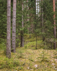 Close-up of pine forest tree trunks, background with straight brown trunks, branches with green needles in upper part, sunlit.