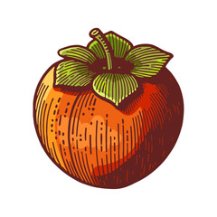persimmon fruit vintage illustration, vibrant cartoon sketch