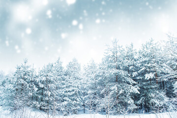 Landscape. Frozen winter forest with snow covered trees.