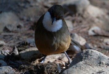 white-throated laughing thrush in the forest