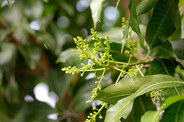 Mango blossoms are blooming before fruiting..The mango bouquet of mango flower is bloom in the nature