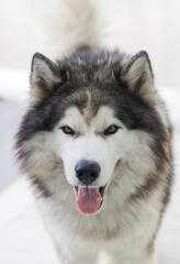 Fluffy Siberian Husky dog male outdoors