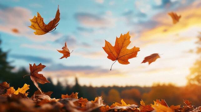 Falling autumn leaves create serene park scene at sunset