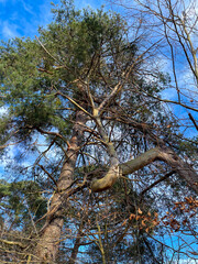Große Wald Kiefer Pinaceae krumm gewachsen und mit anderer Kiefer verschlungen