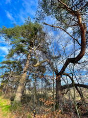 Große Wald Kiefer Pinaceae krumm gewachsen und mit anderer Kiefer verschlungen