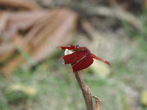 Fulvous Forest Skimmer perches at tips of dry branches. Crocothemis erythraea chest and abdomen are reddish brown. The wings are red with transparent, circular wing tips. Flat and rather broad abdomen
