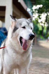 A gray and white Siberian Husky with its mouth open and tongue lolling out, looking to the side. A red leash is visible. Blurred background.