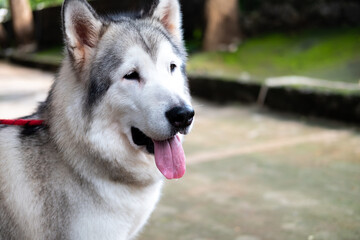A gray and white Siberian Husky with its mouth open and tongue lolling out, looking to the side. A red leash is visible. Blurred background.