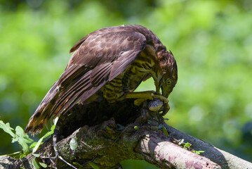Crested goshawk eating a prey
