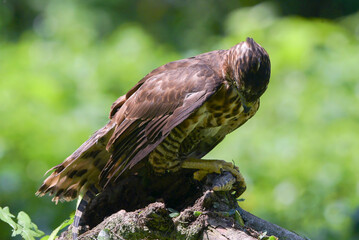 Crested goshawk eating a prey