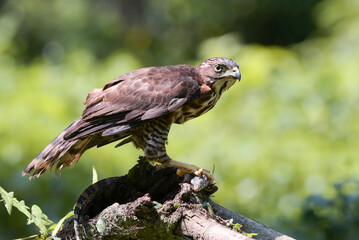 Crested goshawk eating a prey