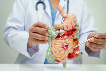 Digestive system with stomach and intestine, Asian doctor holding human anatomy model for study diagnosis and treatment in hospital.