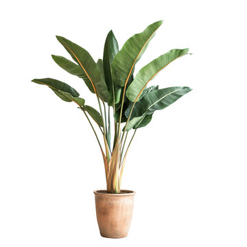 A tall Bird of Paradise tree with large, banana-like green leaves in a tall, aged terracotta pot isolated on white background

