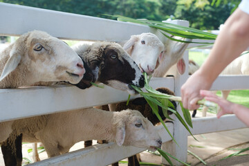 A group of sheep eagerly feeding on green leaves offered by a hand, showcasing their friendly...