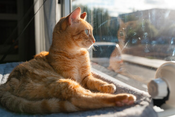 brown tabby cat with green eyes on a hammock by the window