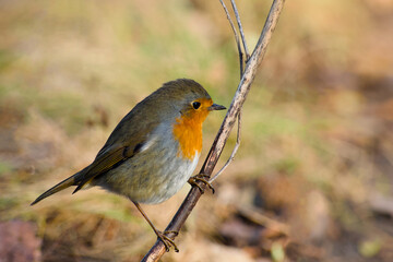 European robin perching on a twig close-up