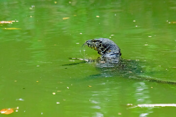 Closeup of the monitor lizard