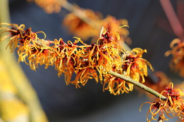 Zaubernuss im Winter (Hamamelis) / orange blühende Zauberfnuss im Sonnenschein