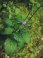 green leaves in the forest