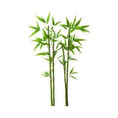 Fototapeta premium Bamboo Plant Isolated on Transparent Background
